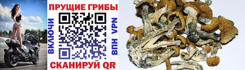 МЕГА сайт  купить наркоту  Новоульяновск  Галлюциногенные грибы MAGIC MUSHROOMS 